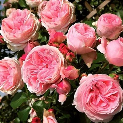 Саженцы роз ДЖАРДИНА плетистая  Саженцы роз ДЖАРДИНА плетистая в Краснодаре