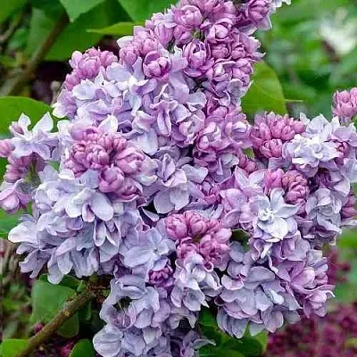 Сирень КАТЕРИНА ХАВЕМЕЙЕР  Сирень КАТЕРИНА ХАВЕМЕЙЕР в Краснодаре