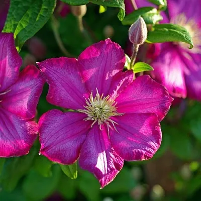 Клематис КАРМЕНСИТА  Клематис КАРМЕНСИТА в Краснодаре