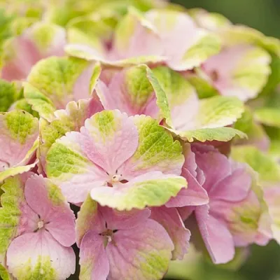 Гортензия МЭДЖИКАЛ КРИСТАЛЛ крупнолистная  Гортензия МЭДЖИКАЛ КРИСТАЛЛ крупнолистная в Краснодаре