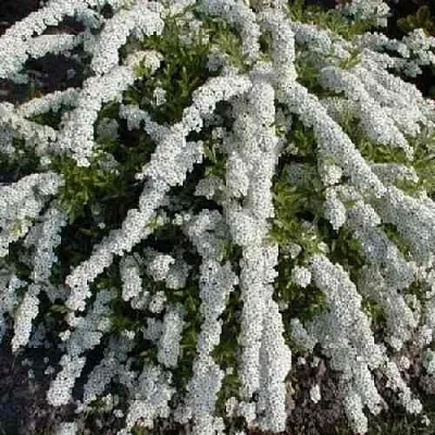 Спирея АРГУТА  Спирея АРГУТА в Краснодаре