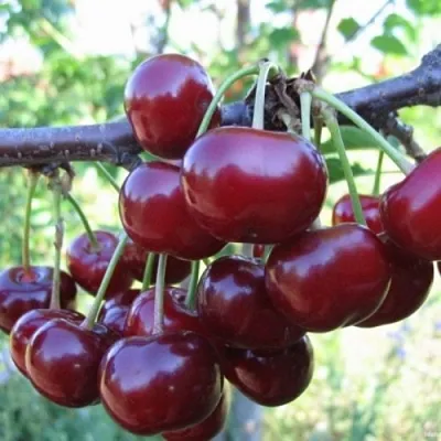 Вишня НОРД СТАР  Вишня НОРД СТАР в Краснодаре