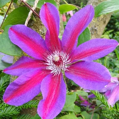 Клематис АКАИШИ  Клематис АКАИШИ в Краснодаре