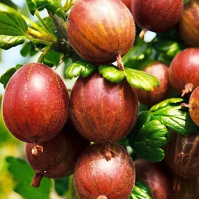 Крыжовник ШЕРШНЕВСКИЙ в Краснодаре