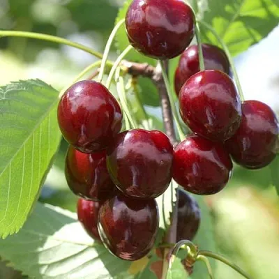 Черешня ОВСТУЖЕНКА в Краснодаре