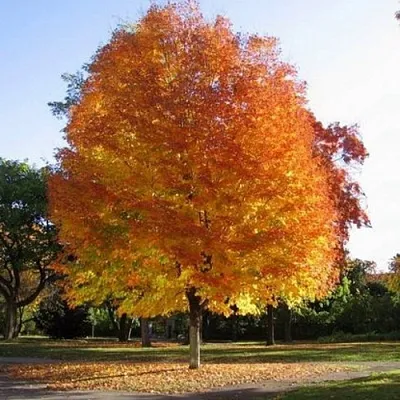 Клен серебристый  Клен серебристый в Краснодаре