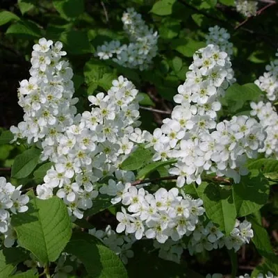 Черемуха ПАМЯТИ САЛАМАТОВА  Черемуха ПАМЯТИ САЛАМАТОВА в Краснодаре