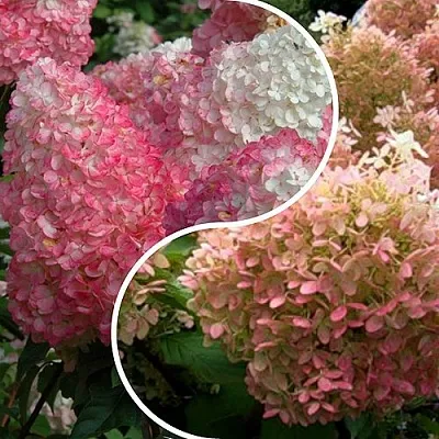 Комплект МАЛИНОВЫЙ ЗАКАТ в Краснодаре