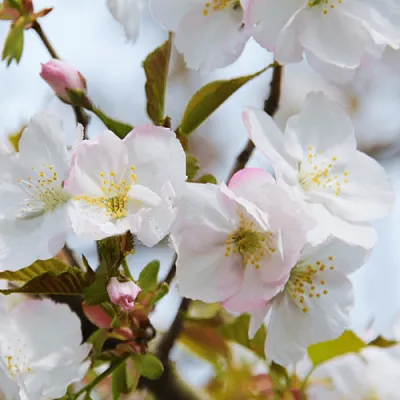 Вишня ОКАМЕ  Вишня ОКАМЕ в Краснодаре