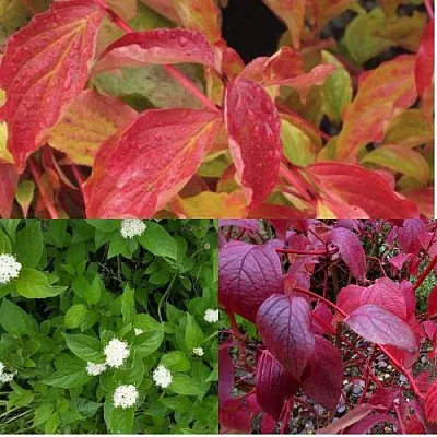 Комплект СЕВЕРНОЕ СИЯНИЕ в Краснодаре