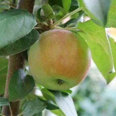 Яблоня ПОДСНЕЖНИК стелющаяся в Краснодаре