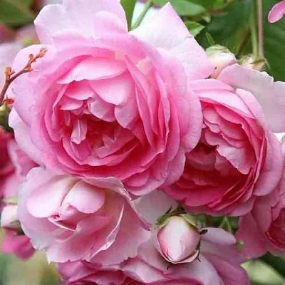 Саженцы роз ЖАСМИНА плетистая  Саженцы роз ЖАСМИНА плетистая в Краснодаре