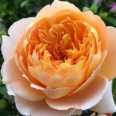 Саженцы роз ЭФФИ чайно-гибридная в Краснодаре