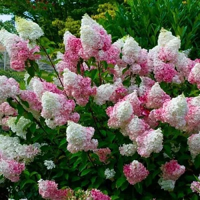 Гортензия в Краснодаре