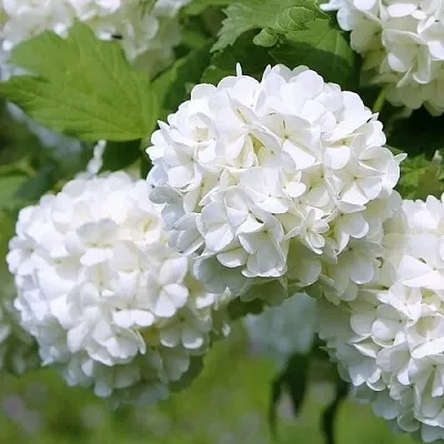 Калина декоративная в Краснодаре