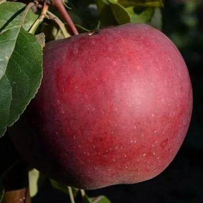 Яблоня БЕЛОРУССКОЕ СЛАДКОЕ  Яблоня БЕЛОРУССКОЕ СЛАДКОЕ в Краснодаре