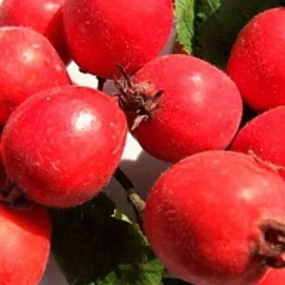 Боярышник КРУПНОПЛОДНЫЙ — описание сорта Боярышник КРУПНОПЛОДНЫЙ в Краснодаре