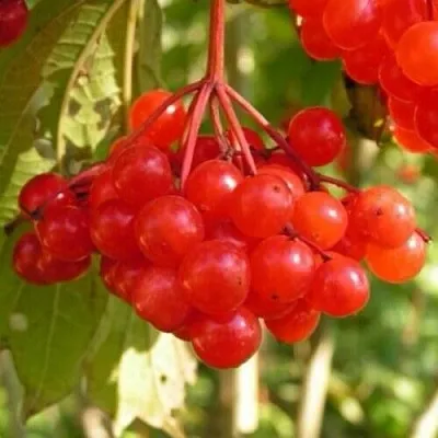 Калина ПАМЯТИ ВАЛЕНТИНЫ в Краснодаре