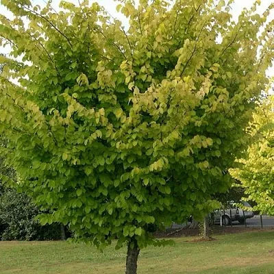 Вяз обыкновенный в Краснодаре