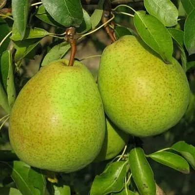 Груша НАЙТ-ВЕРТ колонновидная  Груша НАЙТ-ВЕРТ колонновидная в Краснодаре
