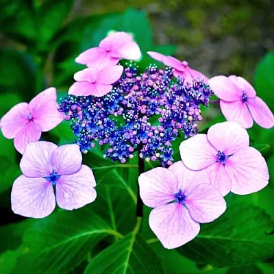 Гортензия БЛЮБЕРД пильчатая  Гортензия БЛЮБЕРД пильчатая в Краснодаре