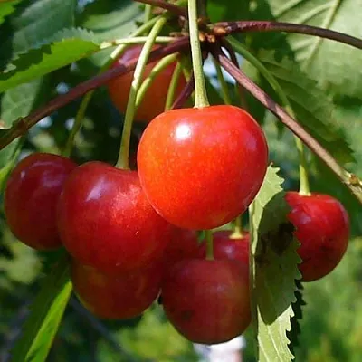 Черешня ФАТЕЖ в Краснодаре