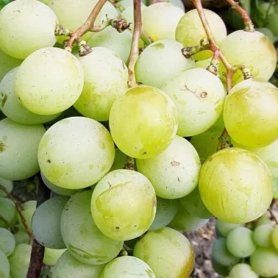 Виноград КЕША МУСКАТ  Виноград КЕША МУСКАТ в Краснодаре