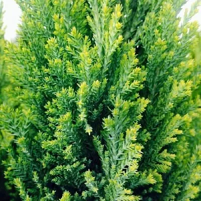 Кипарисовик  Кипарисовик в Краснодаре