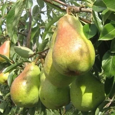 Груша ДЕЛЬБАРЬЮ в Краснодаре