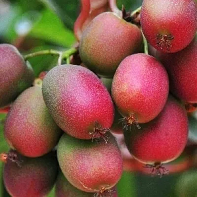 Актинидия ВЕЙКИ аргута в Краснодаре