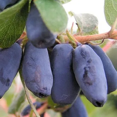 Жимолость съедобная ЛАКОМКА в Краснодаре