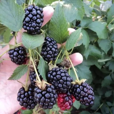 Ежевика ОУАЧИТА бесшипная — описание сорта Ежевика ОУАЧИТА бесшипная в Краснодаре