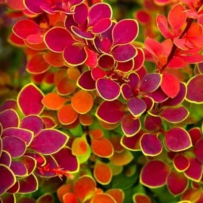 Барбарис ОРАНЖ САНРАЙЗ тунберга в Краснодаре