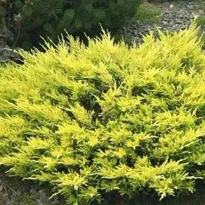 Можжевельник ЛАЙМ ГЛОУ горизонтальный  Можжевельник ЛАЙМ ГЛОУ горизонтальный в Краснодаре