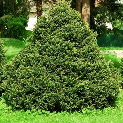 Ель ОЛЕНДОРФИ обыкновенная  Ель ОЛЕНДОРФИ обыкновенная в Краснодаре