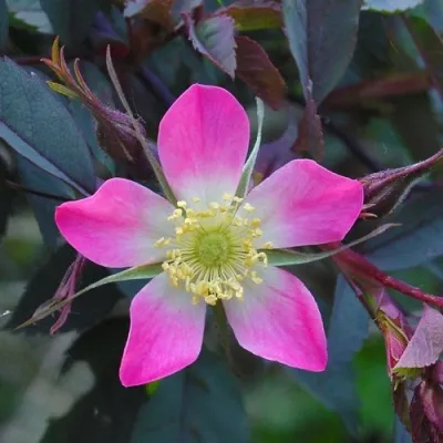 Саженцы роз сизая — описание сорта Саженцы роз сизая в Краснодаре