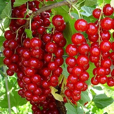 Смородина красная ЙОНКЕР ВАН ТЕТС  Смородина красная ЙОНКЕР ВАН ТЕТС в Краснодаре