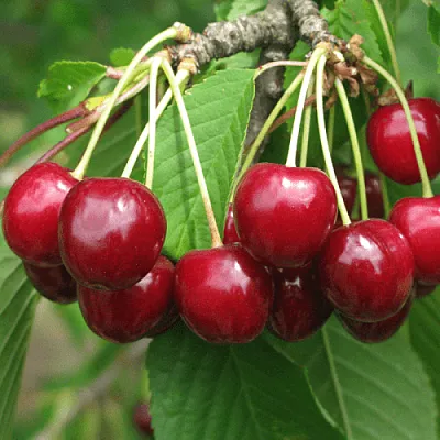 Черешня ГРОНКОВАЯ в Краснодаре