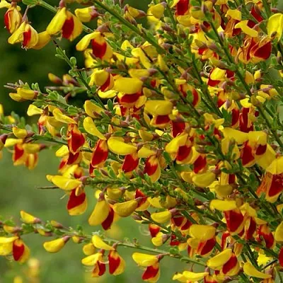 Ракитник в Краснодаре