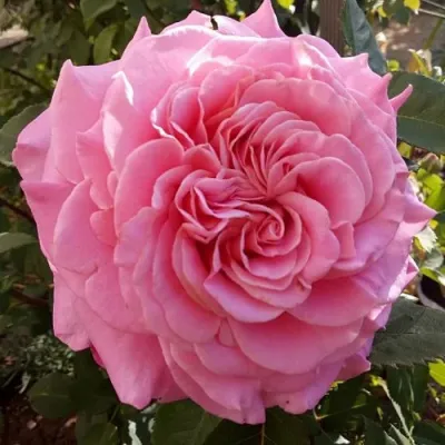 Саженцы роз ЭШЛИ чайно-гибридная — описание сорта Саженцы роз ЭШЛИ чайно-гибридная в Краснодаре