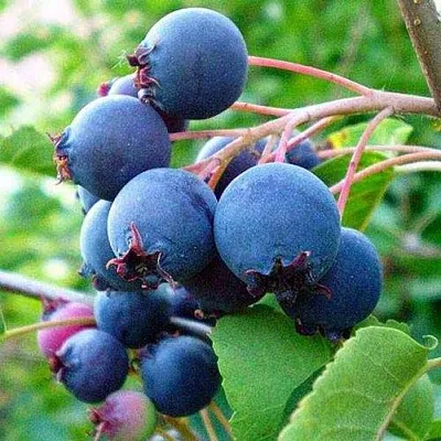 Ирга ПЕМБИНА  Ирга ПЕМБИНА в Краснодаре