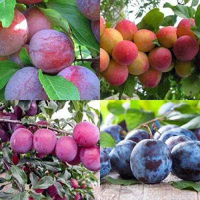 Комплект СЛИВОВЫЙ САД в Краснодаре