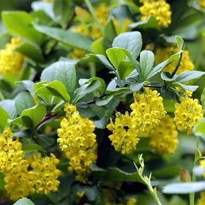 Барбарис корейский  Барбарис корейский в Краснодаре