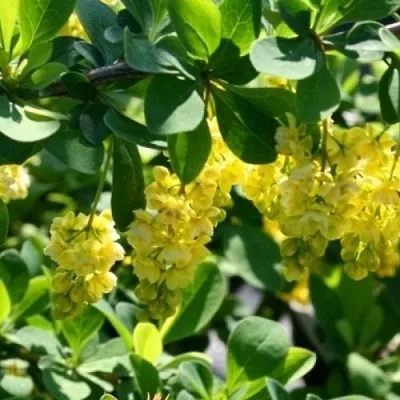 Барбарис ИНДИАН САММЕР   Барбарис ИНДИАН САММЕР  в Краснодаре