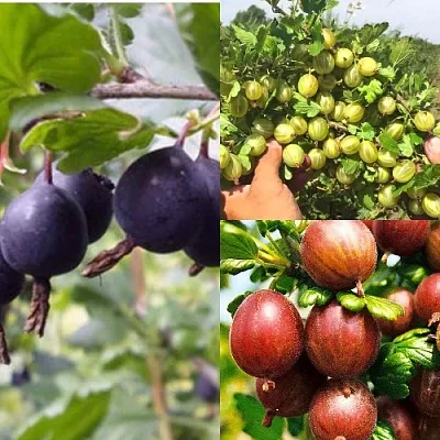 Комплект КРЫЖОВНИК MIX в Краснодаре