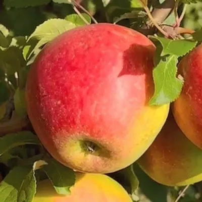 Яблоня САКАВИТА в Краснодаре