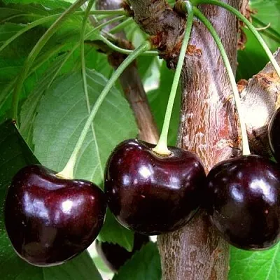 Черешня ДОНЕЦКИЙ УГОЛЁК в Краснодаре