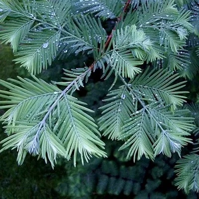 Метасеквойя  Метасеквойя в Краснодаре