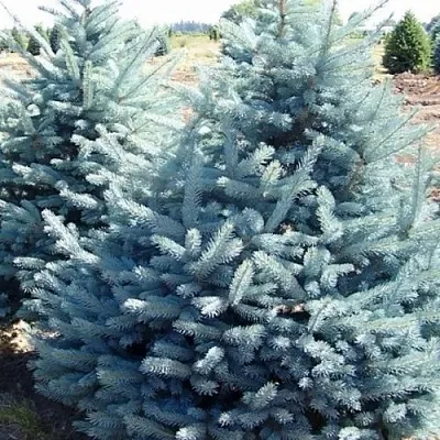 Ель ГЛАУКА колючая  Ель ГЛАУКА колючая в Краснодаре