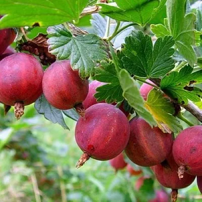 Крыжовник КРАСНОСЛАВЯНСКИЙ в Краснодаре